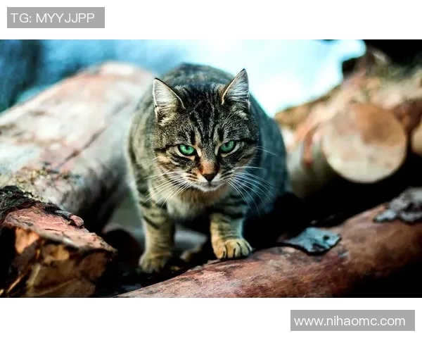 探索PEL野猫的独特魅力与生态价值，揭示其在现代生活中的重要性与保护意义